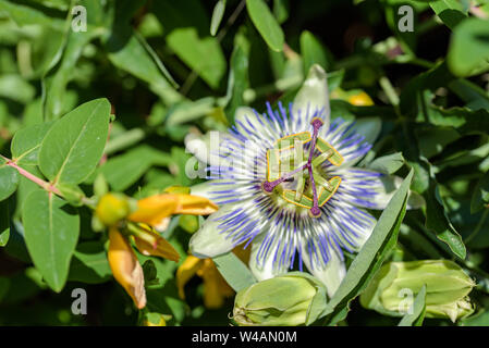 I fiori della pianta del sud di passiflora viola close up Foto Stock