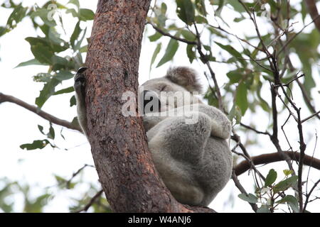 Un Koala si siede in una struttura ad albero su Magnetic Island, in Australia Foto Stock