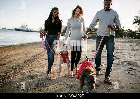 Mescolate la famiglia pochi cani sulla spiaggia al tramonto Foto Stock