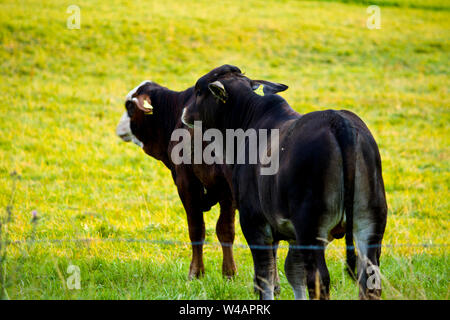 Due giovani neri vacche su un prato Foto Stock
