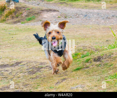 Felice Yorkshire Terrier cane che corre all'aperto indossando un cablaggio. Foto Stock