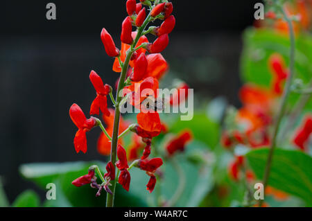 Bee e Runner Bean fiori. Foto Stock