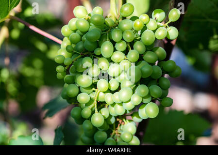 Mazzetto di acerbi verde uva sulla vite all'aperto Foto Stock
