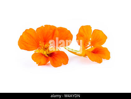 I nasturzi fiori d'arancio. Tropaeolum majus isolato su bianco Foto Stock