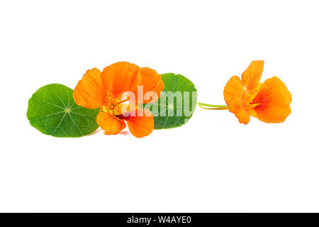 I nasturzi o Tropaeolum majus fiori con foglie verdi isolati su bianco Foto Stock