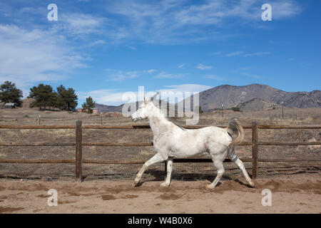 Arabian Horse Running in una penna tonda con cielo blu Foto Stock