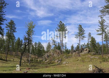 Ampio shot di un campo erboso con rocce e alto alberi in una giornata di sole Foto Stock