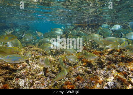 Orate in banchi di pesci nel mare Mediterraneo al di sotto della superficie dell'acqua in Costa Brava Catalogna Foto Stock