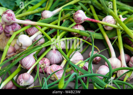 Visualizzazione delle fresche e mature rosso organico russo bulbo aglio durante il fine settimana dell'agricoltore nel mercato la Valle di Okanagan città di Penticton, British Columbia, Canad Foto Stock