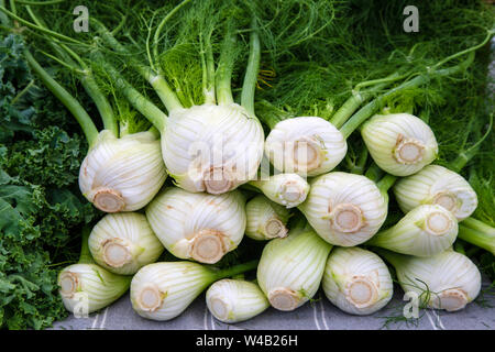 Visualizzazione delle fresche e mature finocchio organico durante il fine settimana dell'agricoltore nel mercato la Valle di Okanagan città di Penticton, British Columbia, Canada. Foto Stock