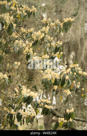 Moss Spagnolo che cresce su un fiore Black Cherry a Savannah, GA, USA Foto Stock