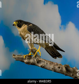 Falco pellegrino arroccato con sfondo con cielo nuvoloso Foto Stock