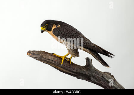 Falco pellegrino isolato su uno sfondo bianco Foto Stock