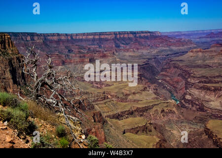 Il Grand Canyon in Arizona con Colorado River View e Albero Morto in primo piano Foto Stock