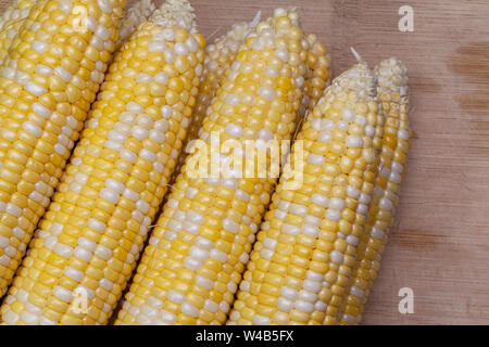 Appena raccolti, bicolor sulla pannocchia di mais per essere utilizzato in un delizioso pasto casalingo. Il kernel di colore giallo e bianco kernel sono il meglio di entrambi i mondi. Foto Stock