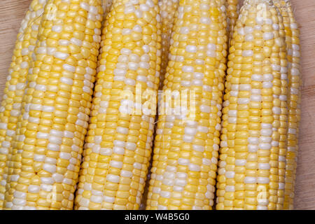 Appena raccolti, bicolor sulla pannocchia di mais per essere utilizzato in un delizioso pasto casalingo. Il kernel di colore giallo e bianco kernel sono il meglio di entrambi i mondi. Foto Stock