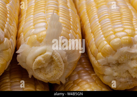 Appena raccolti, bicolor sulla pannocchia di mais per essere utilizzato in un delizioso pasto casalingo. Il kernel di colore giallo e bianco kernel sono il meglio di entrambi i mondi. Foto Stock