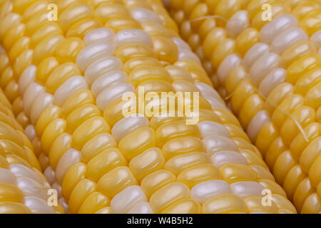 Appena raccolti, bicolor sulla pannocchia di mais per essere utilizzato in un delizioso pasto casalingo. Il kernel di colore giallo e bianco kernel sono il meglio di entrambi i mondi. Foto Stock