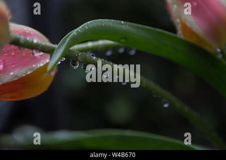 Le goccioline di acqua su foglie di tulip Foto Stock