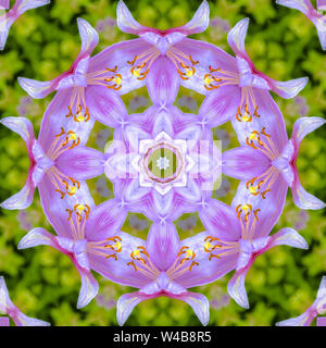 Fiori di colore rosa con fractal design circolare vista. Caleidoscopio geometrica pattern sul mirroring di asse di simmetria di riflessione. Forme colorate come una carta da parati Foto Stock