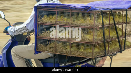 Close up baby anatre in una gabbia su una moto in Vietnam Foto Stock