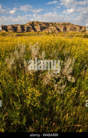 Fiori di colore giallo e badlands, Parco nazionale Theodore Roosevelt unità del Nord, il Dakota del Nord Foto Stock