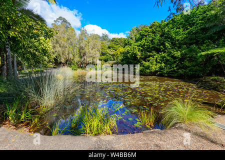 Lily Pond a Noosa Botanic Gardens, entroterra, Sunshine Coast, Queensland, QLD, Australia Foto Stock