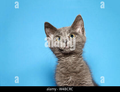 Ritratto di un adorabile cucciolo grigio cercando fino ai telespettatori di sinistra con un luminoso marrone occhi verdi, pupille dilatate curiosamente tracking qualcosa di interesse. Foto Stock