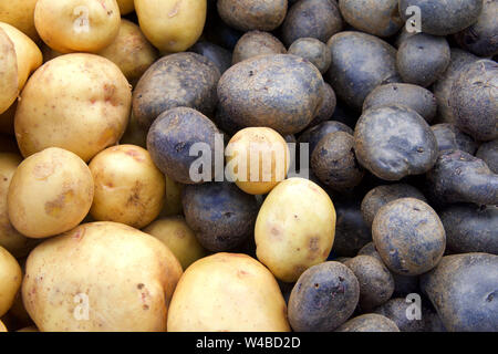 Due diverse varietà di patate su un tavolo al mercato agricolo. Viola e marrone. Foto Stock