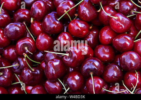 Vicino sul nuovo organico rosso scuro le ciliegie di Bing al mercato agricolo. Le ciliegie di Bing sono di colore rosso scuro e molto rotondo, per non parlare molto dolce Foto Stock