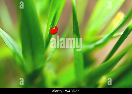 Ladybug seduta sul verde erba lama. Il concetto di purezza. Foto Stock