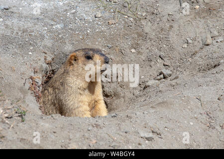 Funny marmotta che spuntavano di un nido in Himalaya mountain, regione del Ladakh, India. La natura e il concetto di viaggio Foto Stock