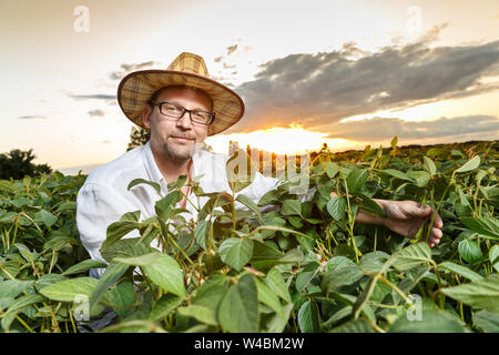 Agronomo ispezione di semi di soia Semi di colture in campo di fattoria. Agricoltura Il concetto di produzione Foto Stock