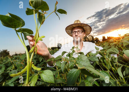 Agronomo ispezione di semi di soia Semi di colture in campo di fattoria. Agricoltura Il concetto di produzione Foto Stock