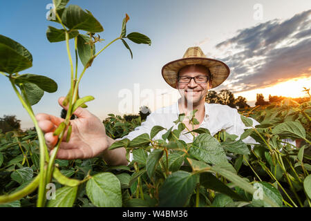 Agronomo ispezione di semi di soia Semi di colture in campo di fattoria. Agricoltura Il concetto di produzione Foto Stock