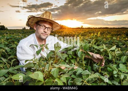 Agronomo ispezione di semi di soia Semi di colture in campo di fattoria. Agricoltura Il concetto di produzione Foto Stock