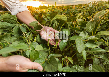 Agronomo ispezione di semi di soia Semi di colture in campo Foto Stock