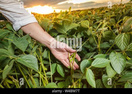 Agronomo ispezione di semi di soia Semi di colture in campo Foto Stock