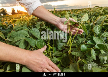 Agronomo ispezione di semi di soia Semi di colture in campo Foto Stock