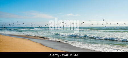 Gregge di pellicani battenti sull'Oceano Pacifico Coasline, California Foto Stock