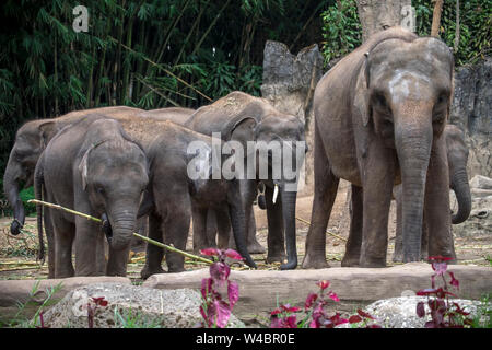 Un gruppo di elefanti in piedi su una foresta verde sullo sfondo Foto Stock