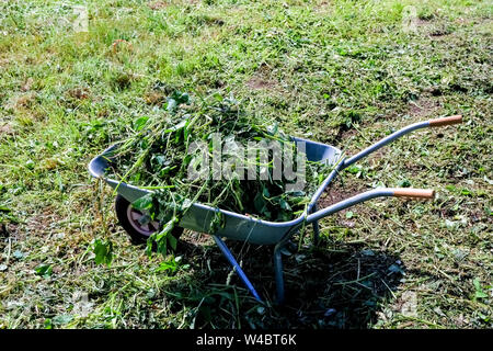 Erba fresca in un giardino carrello. Pulizia di fresca di erba falciata nel giardino.il fieno la falciatura di un giorno di estate.paesaggistica Settore.carrello in ferro, carriola Foto Stock