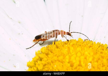 Comune soldato rosso beetle (Rhagonycha fulva) Foto Stock