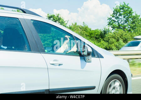 Autostrada A1, gambe femmina (gambe, piedi, piedi) sul cruscotto airbag (dash, quadro della strumentazione), autostrada, Luglio 6, 2019. (CTK foto/Libor Sojka) Foto Stock