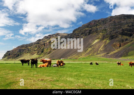 Mucca sul prato verde Foto Stock