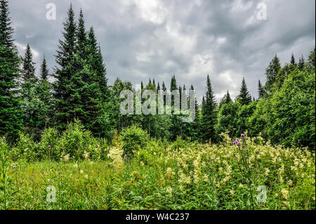 Drammatica cielo nuvoloso sopra il prato fiorito e la foresta di conifere - bellissimo paesaggio estivo in condizioni di tempo piovoso, cielo nuvoloso. Grigio nuvole pesanti su bl Foto Stock