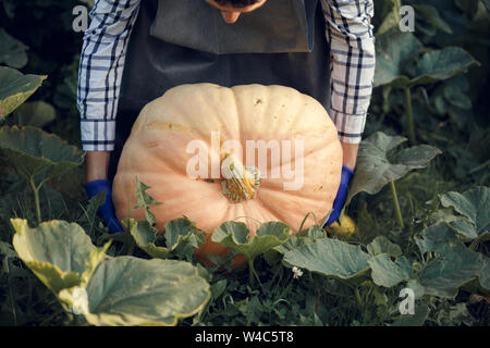 Foto Ravvicinata di un lato di uomo in guanti blu con la zucca Foto Stock