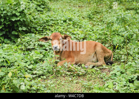 Red cow asian giacente sul prato verde campo / giovane vacca Foto Stock