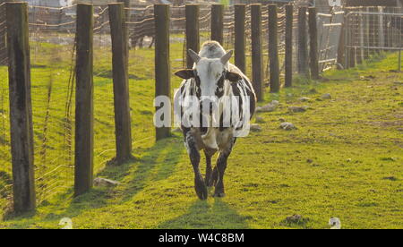 Bull con un ronzio nel ranch Foto Stock