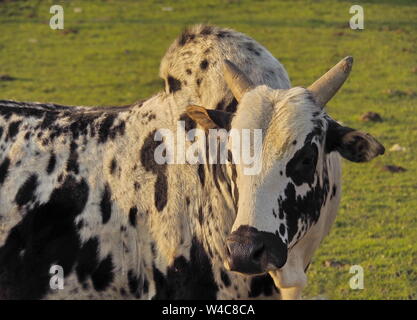 Bull con un ronzio nel ranch Foto Stock